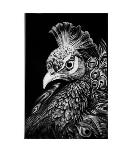 Detailed 15x23 inch charcoal and pencil drawing of a peacock titled Regal Gaze by The Indobrit Arts featuring intricate feathers and high-contrast shading.