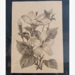 An original pen-and-ink botanical drawing titled 'Hibiscus Elegance' by Shruti Trivedi, featuring detailed linework of hibiscus flowers on textured paper.