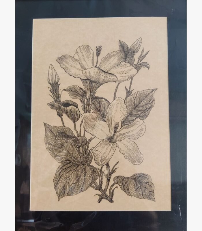 An original pen-and-ink botanical drawing titled 'Hibiscus Elegance' by Shruti Trivedi, featuring detailed linework of hibiscus flowers on textured paper.