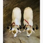 A top-down view of two white marble-finish Nandi bull sculptures adorned with traditional golden jewelry, pearls, and black horns.