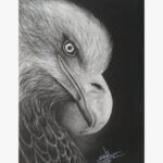 A stunning original charcoal drawing titled 'The Regal Gaze' by Sunil Sarvaiya, featuring a hyper-realistic close-up portrait of an eagle.