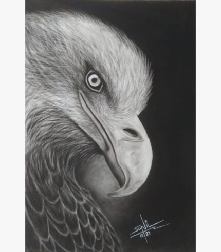 A stunning original charcoal drawing titled 'The Regal Gaze' by Sunil Sarvaiya, featuring a hyper-realistic close-up portrait of an eagle.