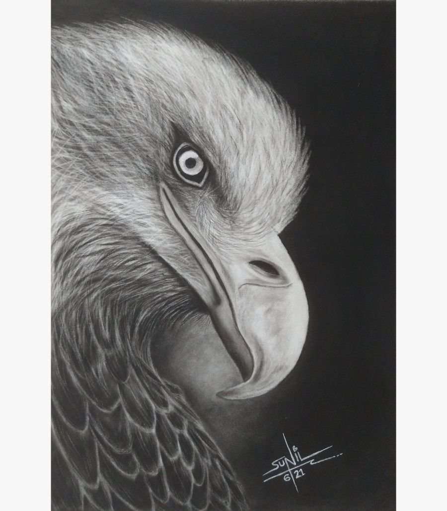 The Regal Gaze by Sunil Sarvaiya A stunning original charcoal drawing titled 'The Regal Gaze' by Sunil Sarvaiya, featuring a hyper-realistic close-up portrait of an eagle.