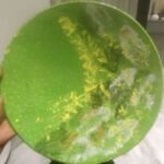 Handcrafted circular decorative plate titled Verdant Canopy by Vina Bhavsar featuring a vivid lime green background with organic yellow and white leaf impressions and textured patterns.