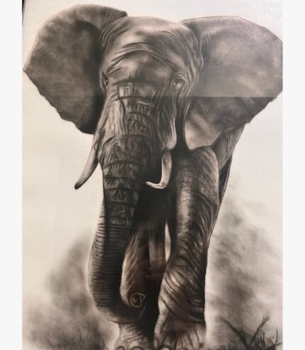 Original wildlife charcoal drawing titled Gentle Giant by Sachi Patel depicting a highly detailed majestic African elephant charging forward with ears spread wide and powerful trunk details.