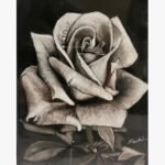 Original charcoal on paper botanical drawing titled Velvet Whispers by Sachi Patel showing a highly detailed, close-up realistic rose with morning dew drops against a dark background.