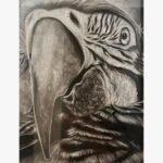 Original fine art wildlife charcoal drawing titled Exotic Gaze by Sachi Patel showing an ultra-detailed, close-up macro portrait of a macaw parrot with its large beak and textured facial patterns.