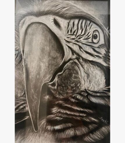 Original fine art wildlife charcoal drawing titled Exotic Gaze by Sachi Patel showing an ultra-detailed, close-up macro portrait of a macaw parrot with its large beak and textured facial patterns.