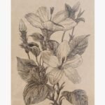 Original black ink sketch titled Hibiscus Botanical Elegance by Shruti trivedi depicting detailed line art of blooming hibiscus flowers and buds on vintage tan paper.