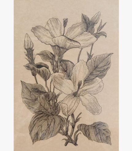 Original black ink sketch titled Hibiscus Botanical Elegance by Shruti trivedi depicting detailed line art of blooming hibiscus flowers and buds on vintage tan paper.