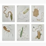 Original multi-panel contemporary watercolor and gouache artwork titled Agrarian Metamorphosis by Hardev Chauhan showcasing six surreal, detailed botanical panels focused on corn structures, roots, leaves, and organic agricultural threads.