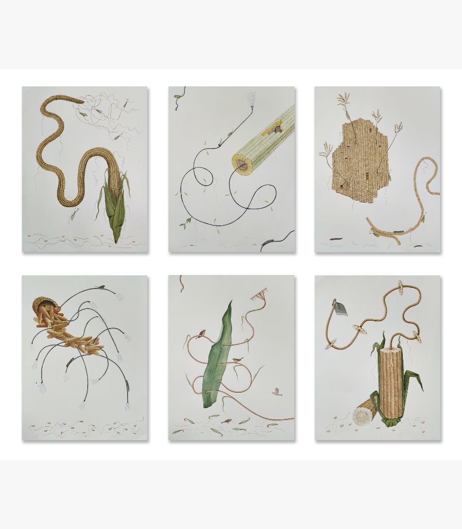 1 Original multi-panel contemporary watercolor and gouache artwork titled Agrarian Metamorphosis by Hardev Chauhan showcasing six surreal, detailed botanical panels focused on corn structures, roots, leaves, and organic agricultural threads.