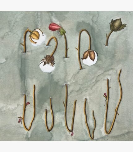 Original contemporary surrealist watercolor painting titled Cycles of Cotton by Hardev Chauhan showcasing various stages of cotton growth with stems threaded through slits in a textured greyish-green background.
