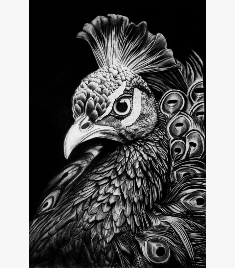 4 Highly detailed monochrome charcoal and graphite drawing titled Majestic Peacock (Realism) by Bharti Parmar showcasing a close-up portrait of a peacock with intricate feather textures.